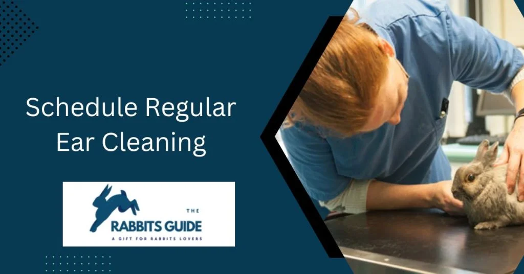 How To Clean A Rabbits Ears? Tips and Tricks 8 Schedule Regular Ear Cleaning