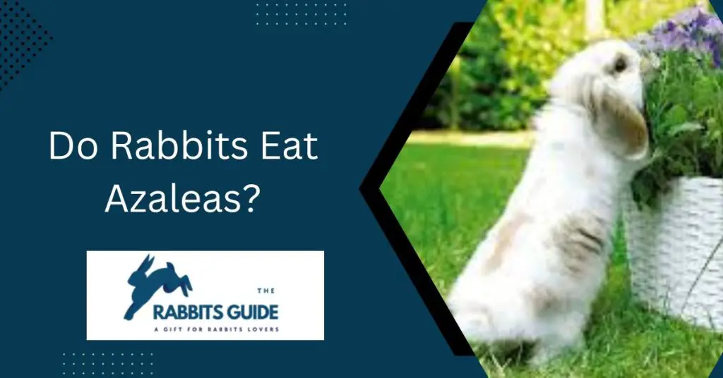 Do Rabbits Eat Azaleas? Step-By-Step Guide 1 Do Rabbits Eat Azaleas?