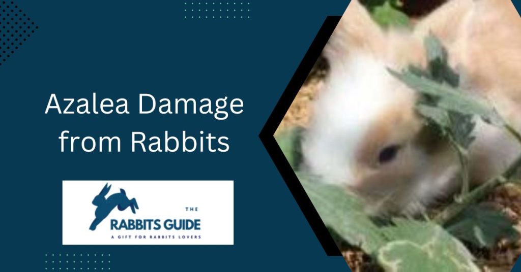 Do Rabbits Eat Azaleas? Step-By-Step Guide 2 Azalea Damage from Rabbits