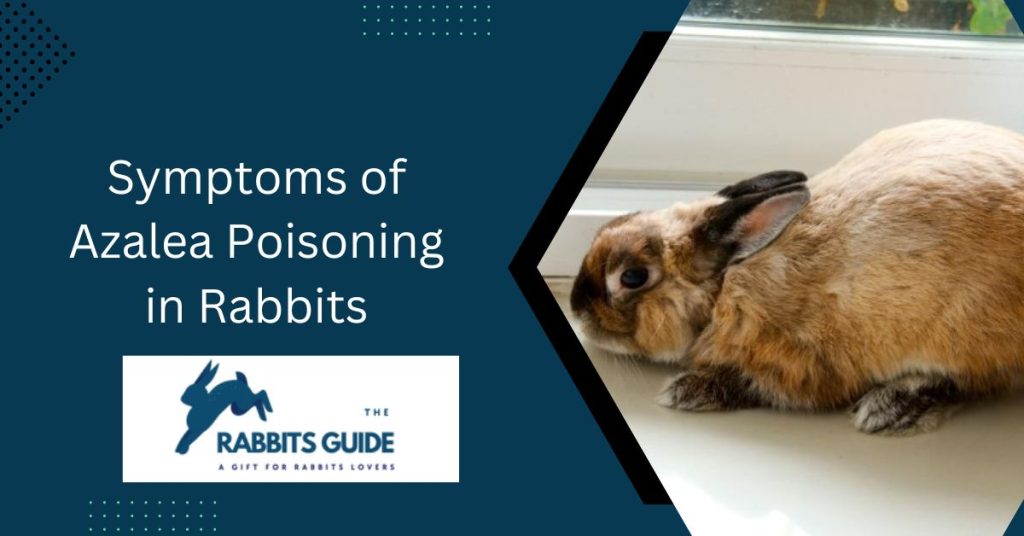 Do Rabbits Eat Azaleas? Step-By-Step Guide 3 Symptoms of Azalea Poisoning in Rabbits
