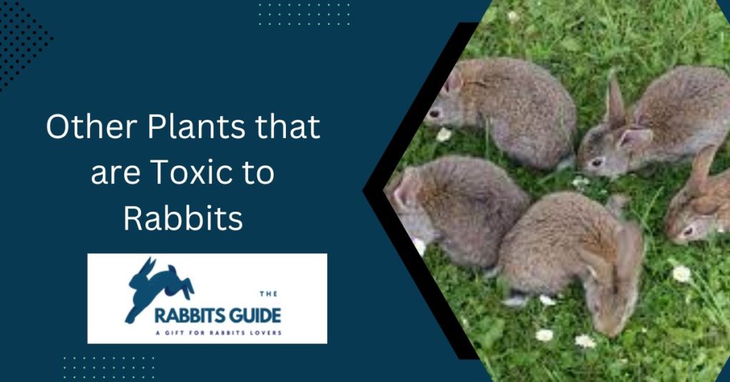 Do Rabbits Eat Azaleas? Step-By-Step Guide 4 Other Plants that are Toxic to Rabbits