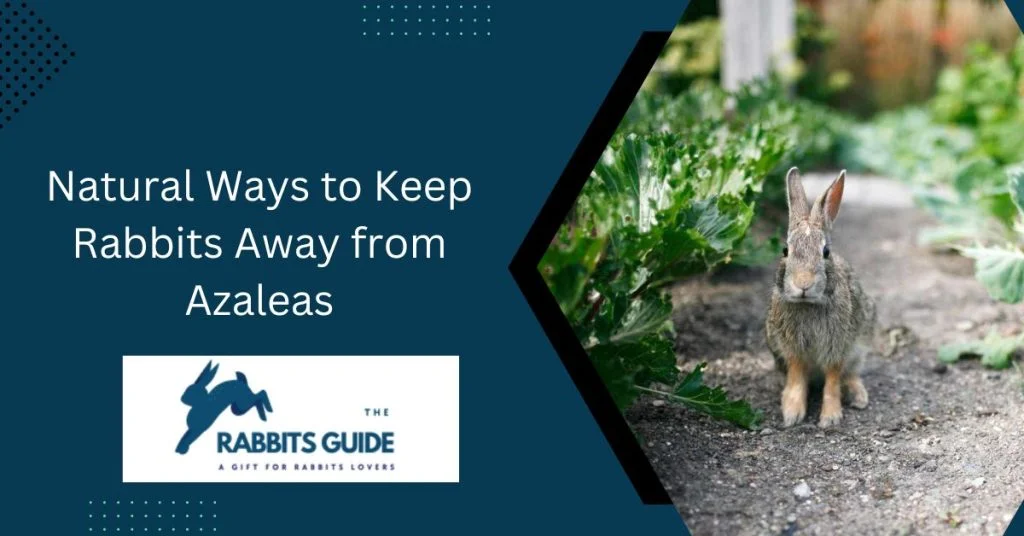 Do Rabbits Eat Azaleas? Step-By-Step Guide 5 Natural Ways to Keep Rabbits Away from Azaleas