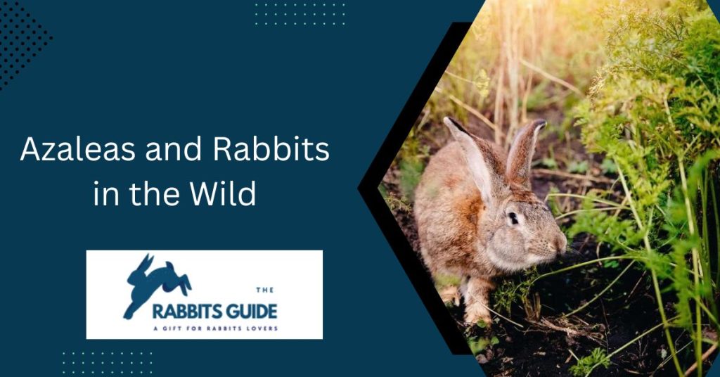 Do Rabbits Eat Azaleas? Step-By-Step Guide 6 Azaleas and Rabbits in the Wild