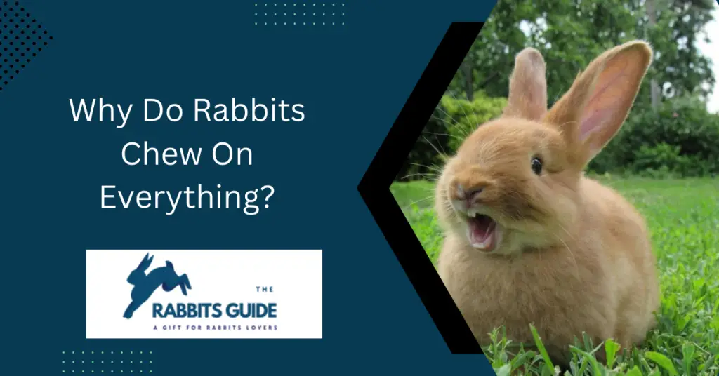 Why Do Rabbits Chew On Everything? Some Possible Reasons (March 2024)