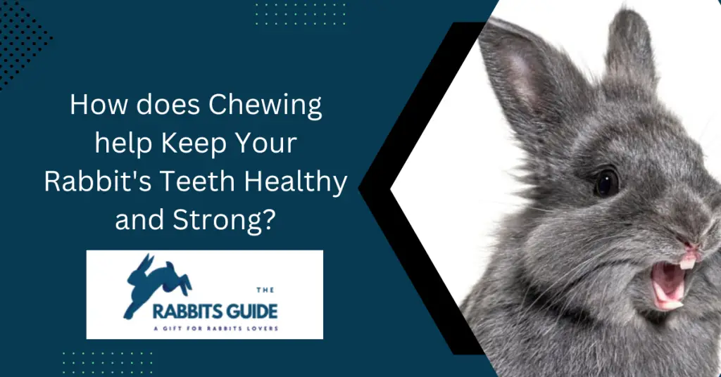 Why Do Rabbits Chew On Everything? Some possible reasons 2 How does Chewing help Keep Your Rabbit's Teeth Healthy and Strong?