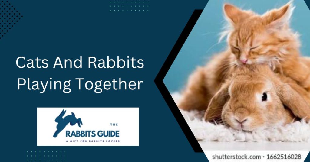 The Ultimate Guide-How To Introduce Bunny To Cat? 2 Cats And Rabbits Playing Together