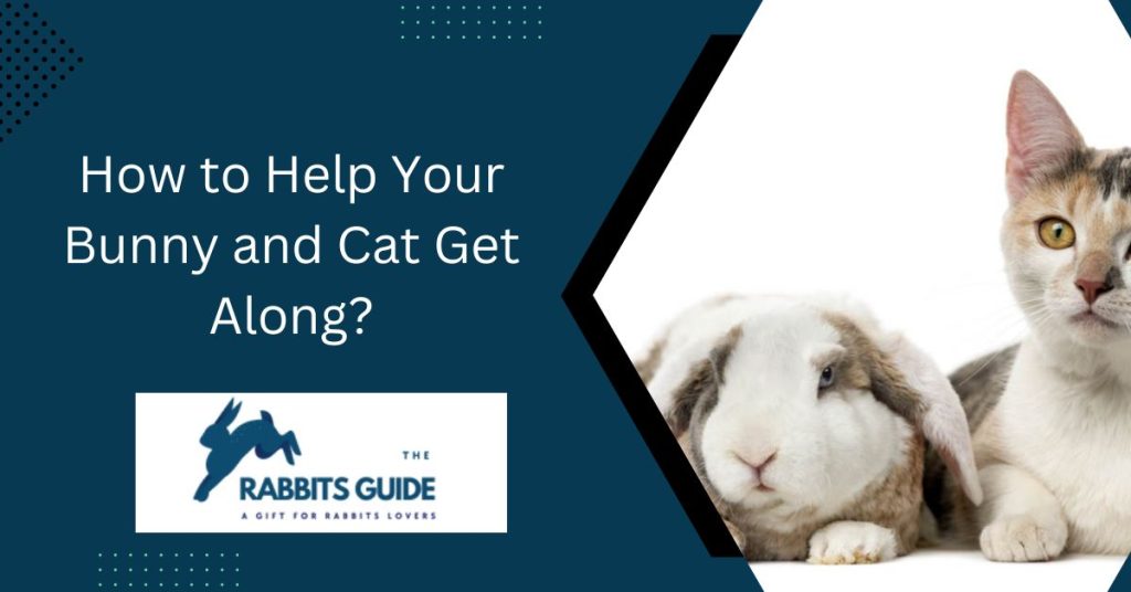 The Ultimate Guide-How To Introduce Bunny To Cat? 4 How to Help Your Bunny and Cat Get Along?