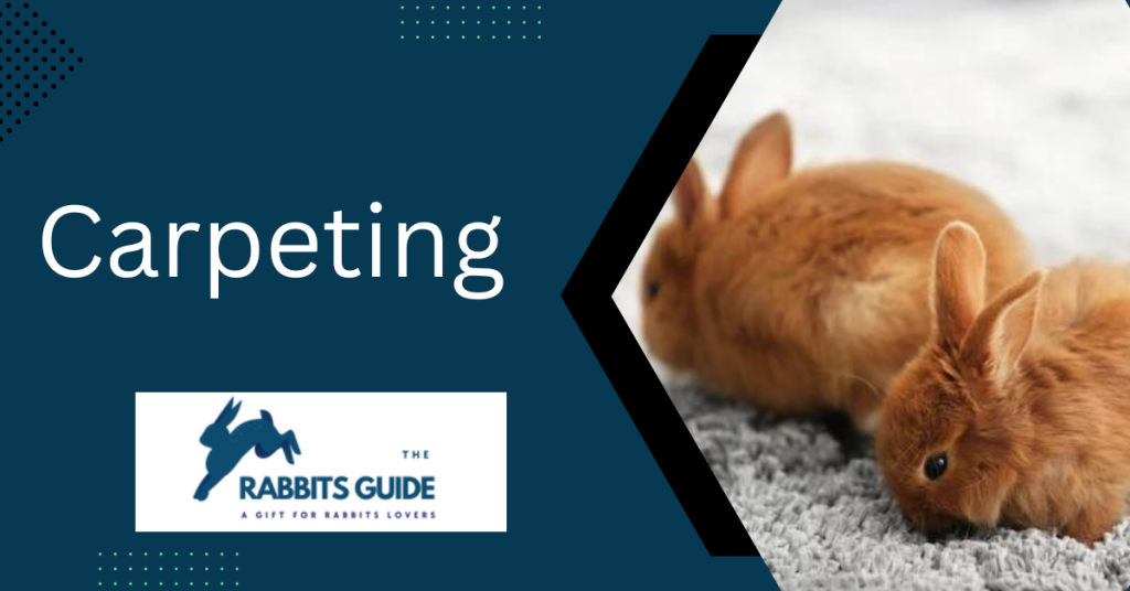 Why Do Rabbits Chew On Everything? Some possible reasons 5 Carpeting