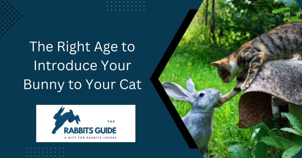 The Ultimate Guide-How To Introduce Bunny To Cat? 5 The Right Age to Introduce Your Bunny to Your Cat