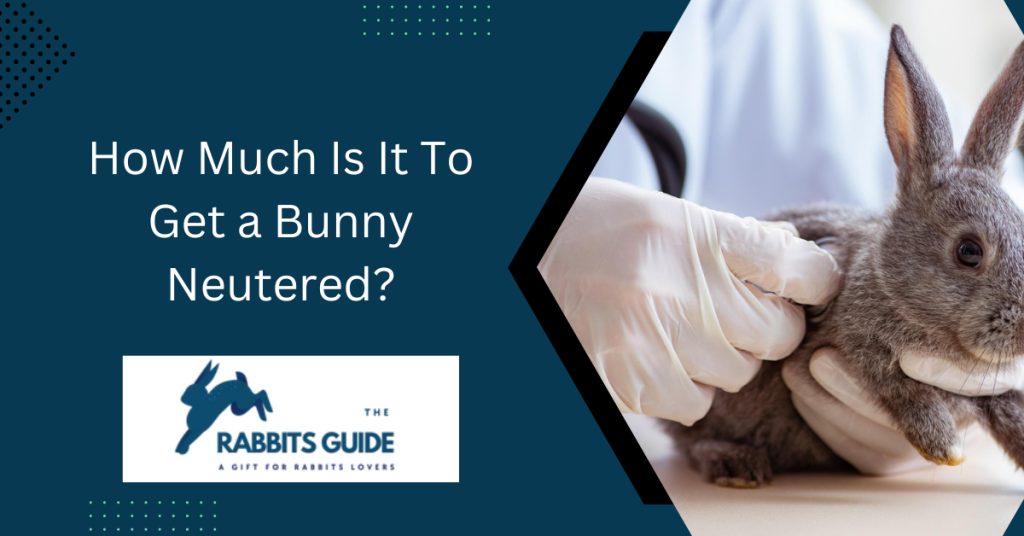 How Much Is It To Get a Bunny Neutered?
