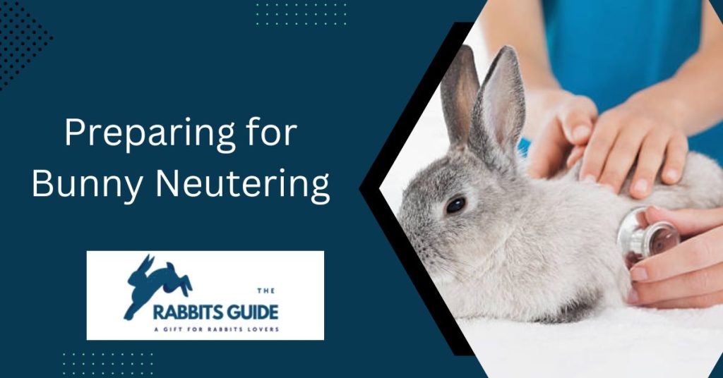 How Much Is It To Get A Bunny Neutered? (August 2024)