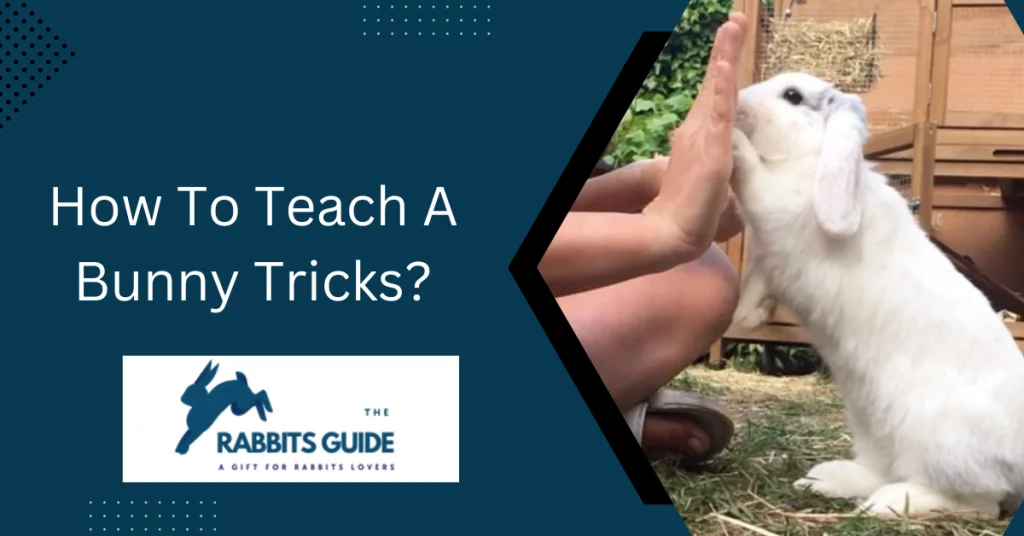 How To Teach A Bunny Tricks? Tips and techniques 1 How To Teach A Bunny Tricks?
