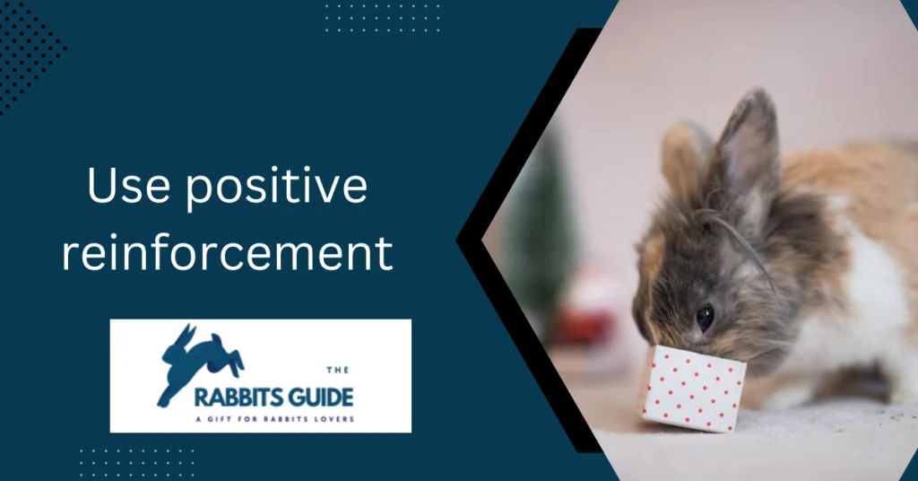How To Teach A Bunny Tricks? Tips and techniques 2 Use positive reinforcement