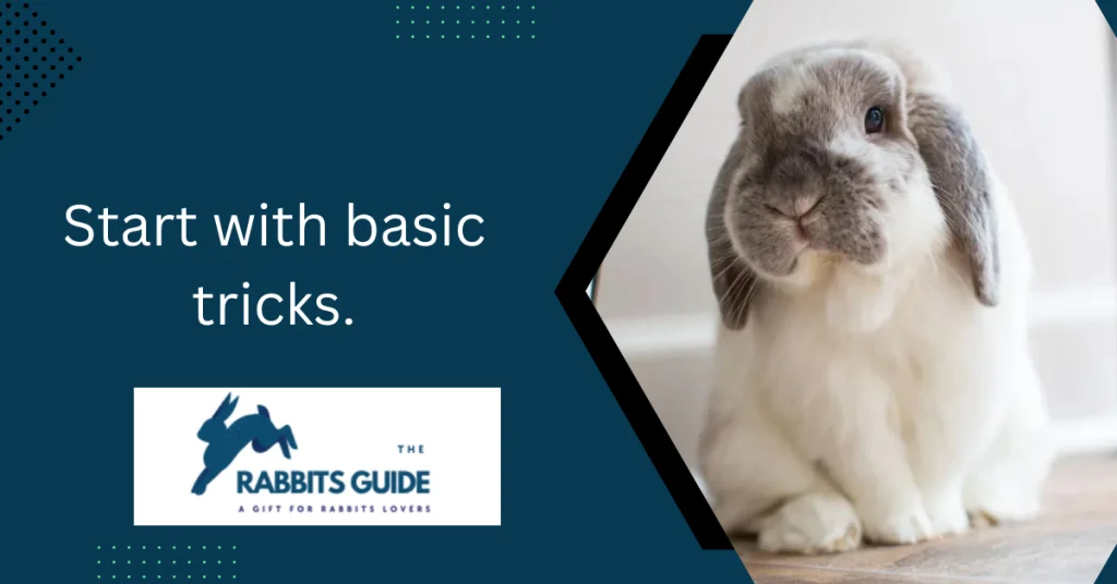 How To Teach A Bunny Tricks? Tips and techniques 3 Start with basic tricks.