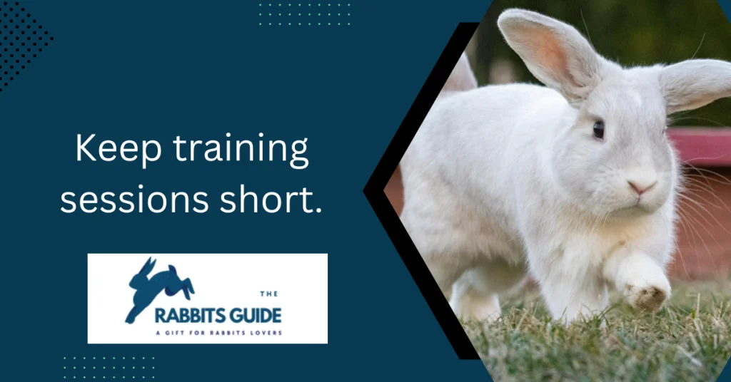 How To Teach A Bunny Tricks? Tips and techniques 4 Keep training sessions short.