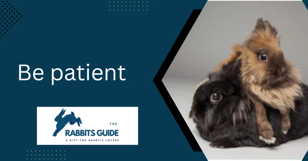 How To Teach A Bunny Tricks? Tips and techniques 5 Be patient