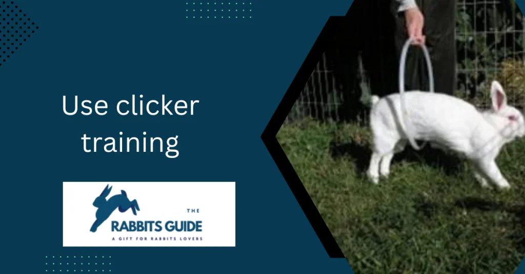 How To Teach A Bunny Tricks? Tips and techniques 6 Use clicker training
