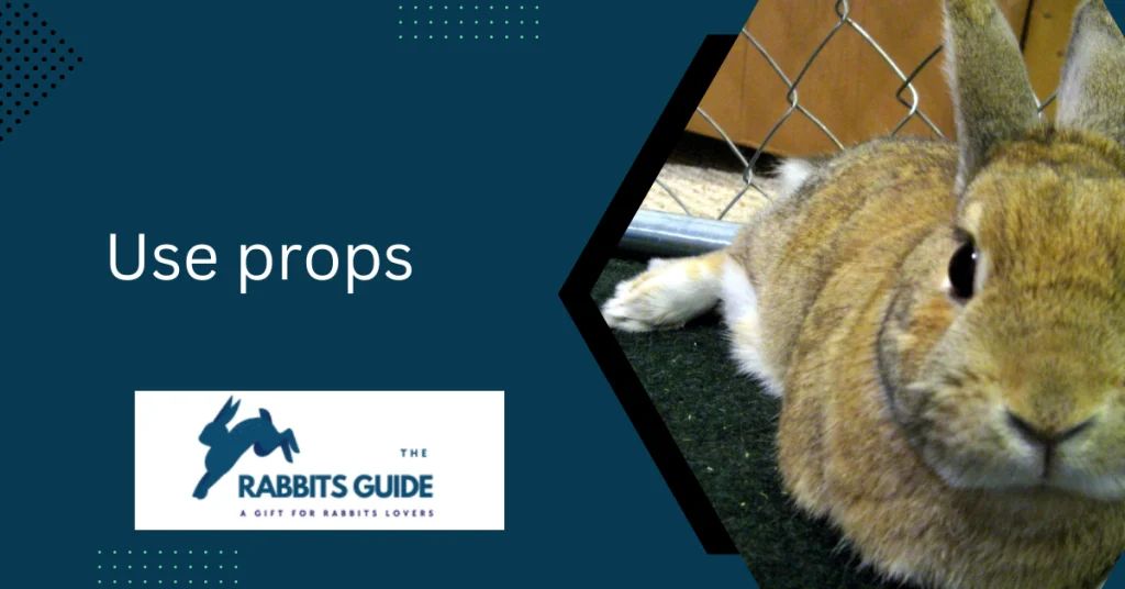 How To Teach A Bunny Tricks? Tips and techniques 7 Use props
