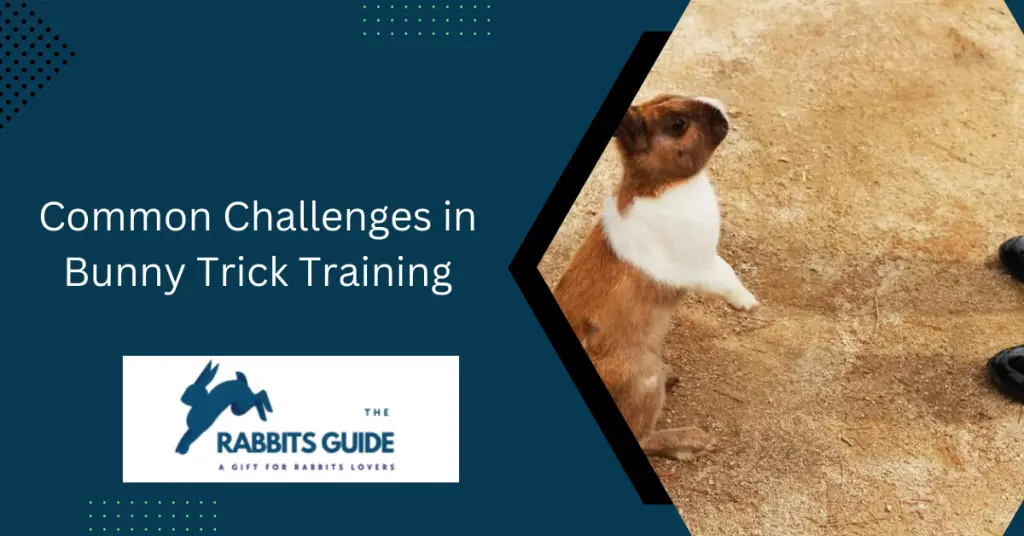 How To Teach A Bunny Tricks? Tips and techniques 8 Common Challenges in Bunny Trick Training