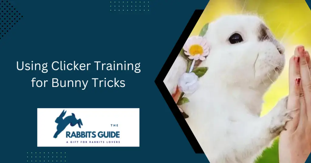How To Teach A Bunny Tricks? Tips and techniques 9 Using Clicker Training for Bunny Tricks