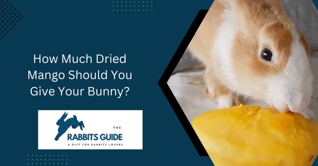Can Bunnies Eat Dried Mango? 3 How Much Dried Mango Should You Give Your Bunny?