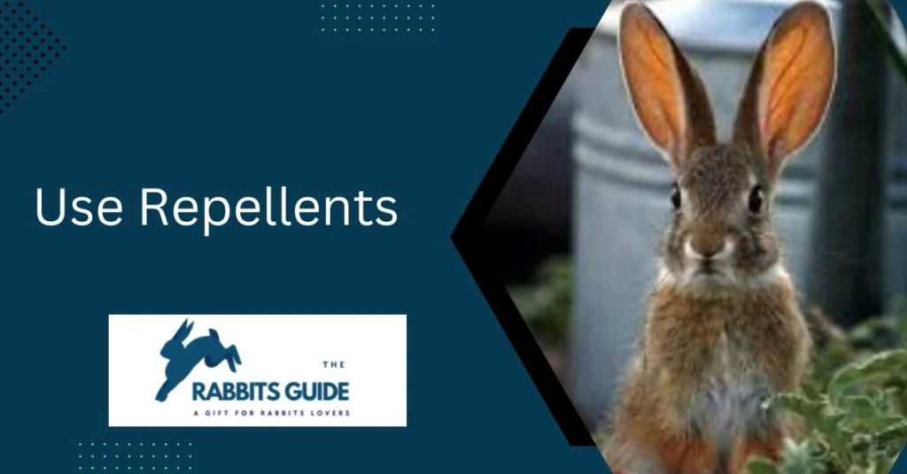 Do Rabbits Eat Watermelon Plants? 3 Use Repellents
