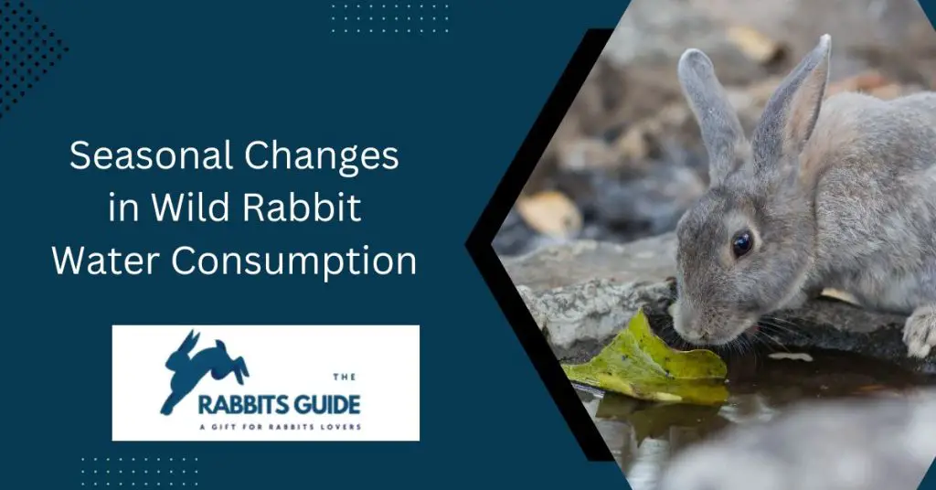 Survival Tactics-How Do Wild Rabbits Get Water? 5 Seasonal Changes in Wild Rabbit Water Consumption