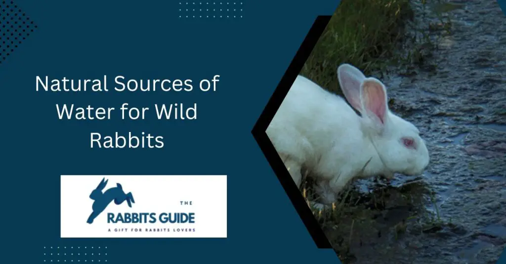 Survival Tactics-How Do Wild Rabbits Get Water? 1 Natural Sources of Water for Wild Rabbits
