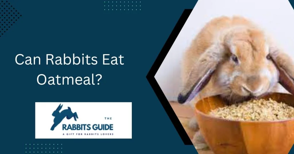 The Ultimate Guide: Can Rabbits Eat Oatmeal? 1 Can Rabbits Eat Oatmeal?