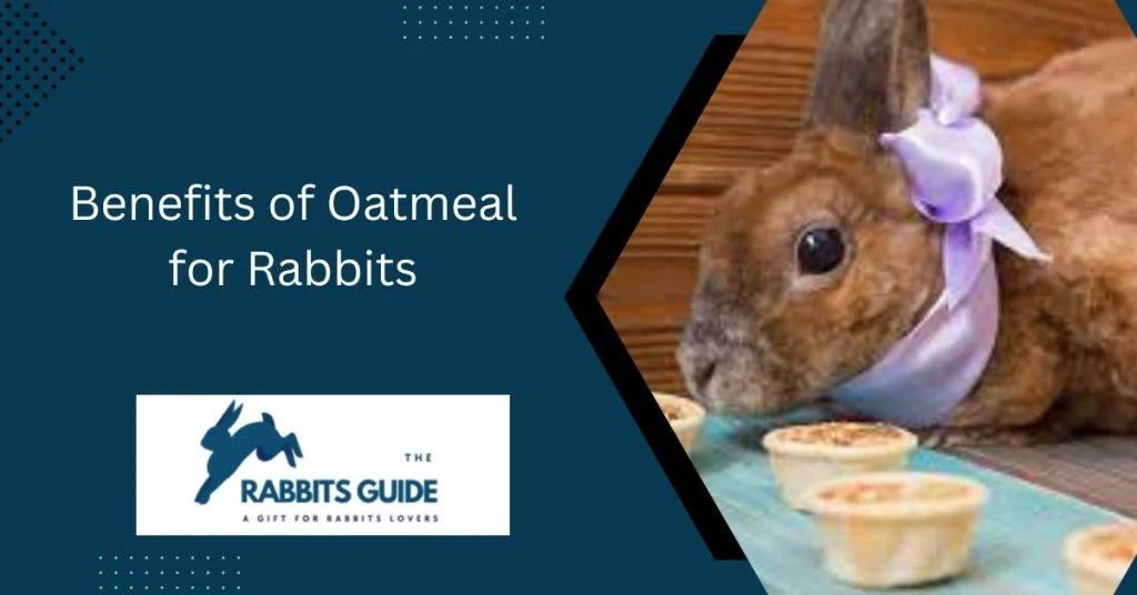 The Ultimate Guide: Can Rabbits Eat Oatmeal? 2 Benefits of Oatmeal for Rabbits