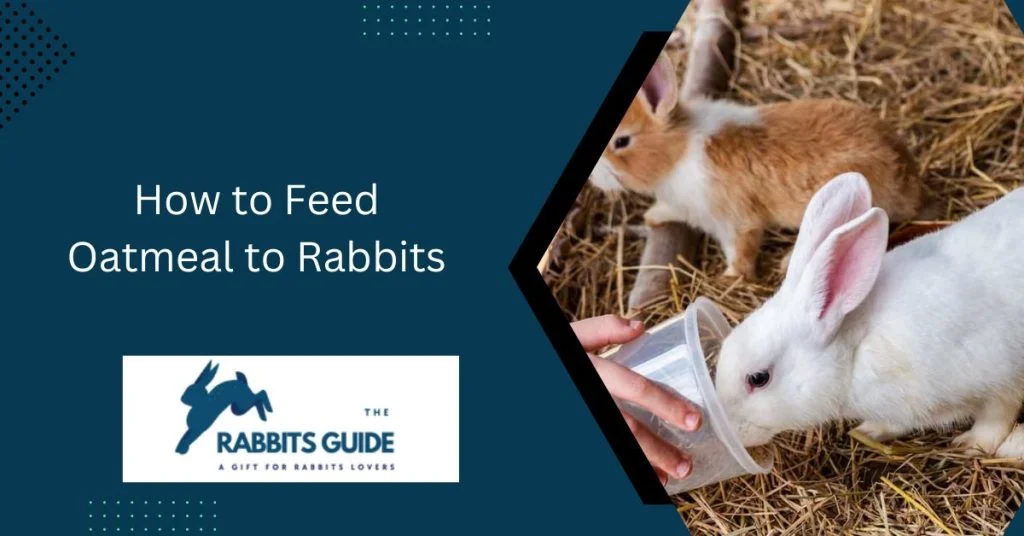 The Ultimate Guide: Can Rabbits Eat Oatmeal? 3 How to Feed Oatmeal to Rabbits