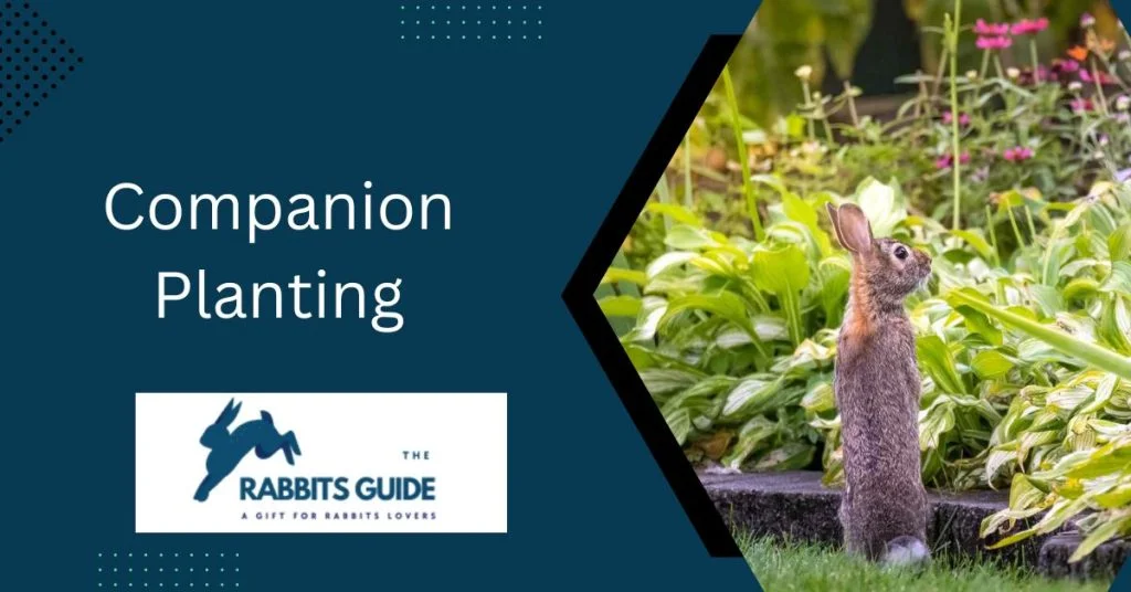 Do Rabbits Eat Watermelon Plants? 4 Companion Planting
