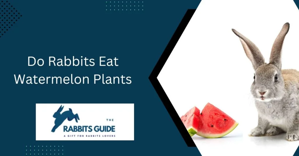 Do Rabbits Eat Watermelon Plants? 1 Do Rabbits Eat Watermelon Plants?