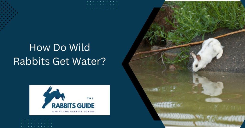 Survival Tactics-How Do Wild Rabbits Get Water? 2 How Do Wild Rabbits Get Water?