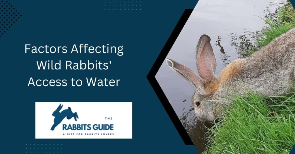 Survival Tactics-How Do Wild Rabbits Get Water? 3 Factors Affecting Wild Rabbits' Access to Water