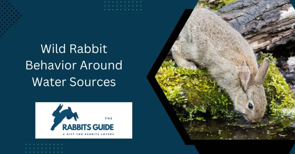 Survival Tactics-How Do Wild Rabbits Get Water? 4 Wild Rabbit Behavior Around Water Sources