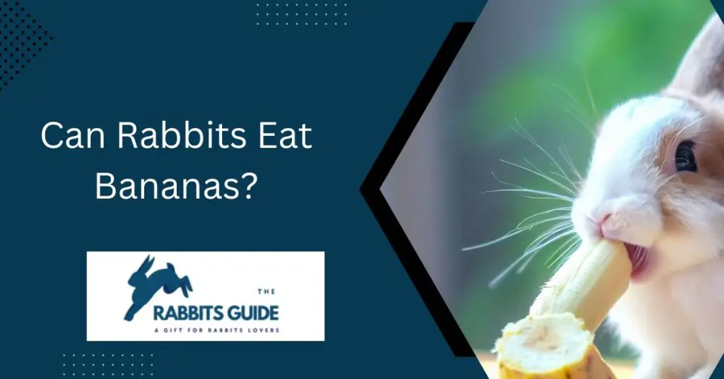 Can Rabbits Eat Bananas