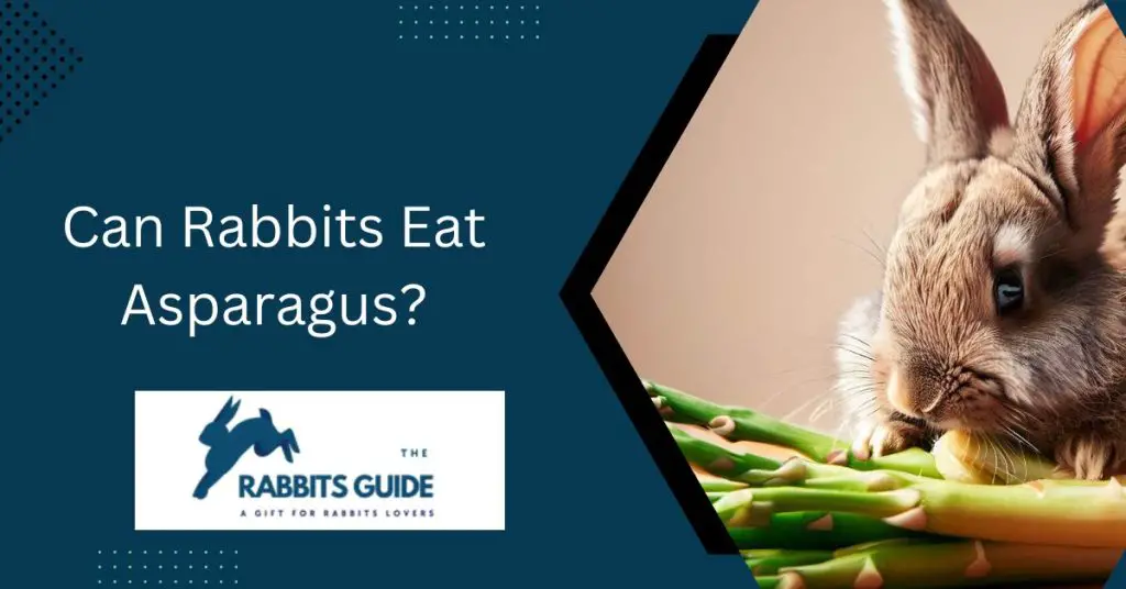 Can Rabbits Eat Asparagus?