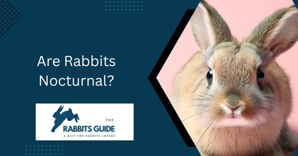 Are Rabbits Nocturnal?