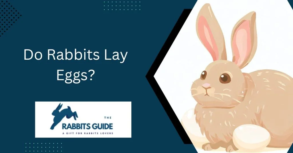 Myth or Fact: Do Rabbits Lay Eggs? 1 Do Rabbits Lay Eggs?