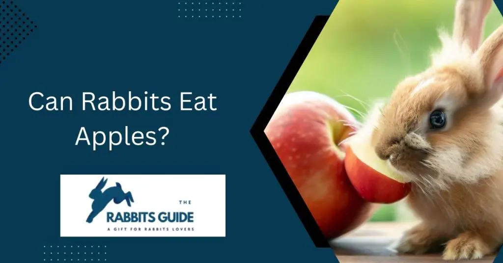 Can Rabbits Eat Apples? A Guide to Rabbit Nutrition 1 Can Rabbits Eat Apples?