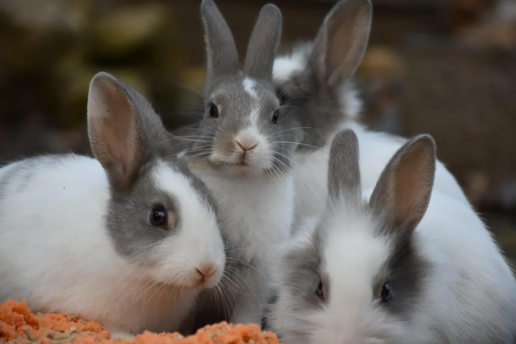 Myth or Fact: Do Rabbits Lay Eggs? 4 Birth and Maternal Care