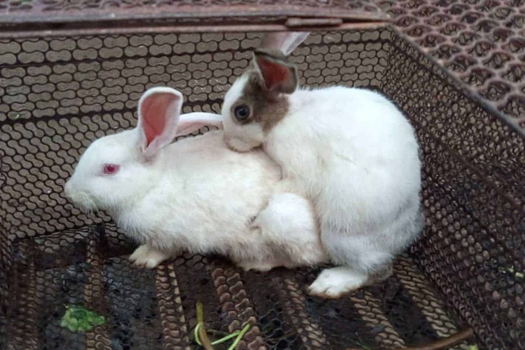 Myth Or Fact Do Rabbits Lay Eggs? (January 2024)