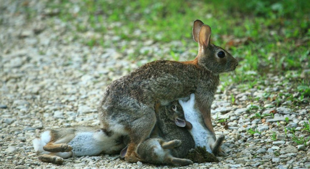 Myth or Fact: Do Rabbits Lay Eggs? 3 Mating and Gestation Period