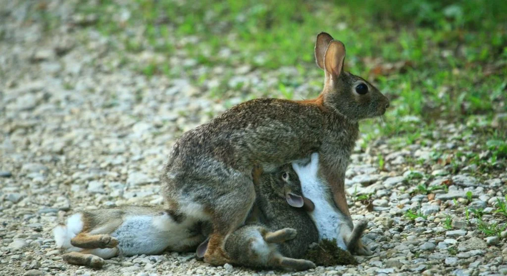 Myth or Fact: Do Rabbits Lay Eggs? 3 Mating and Gestation Period
