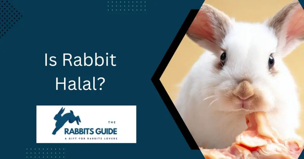 Is Rabbit Halal?