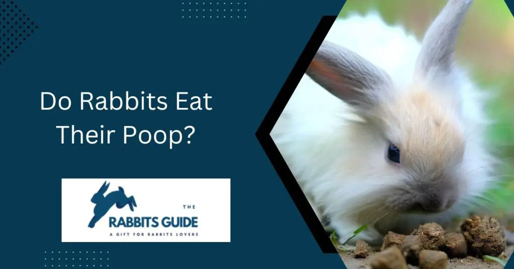 The Surprising Truth-Do Rabbits Eat Their Poop? 1 Do Rabbits Eat Their Poop?