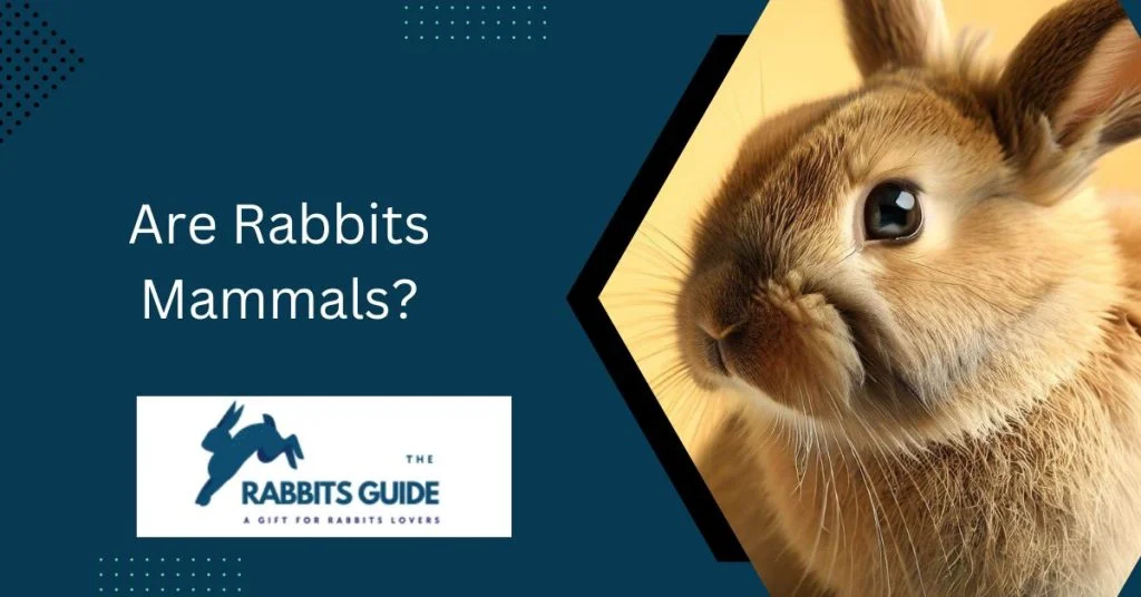 Are Rabbits Mammals? 1 Are Rabbits Mammals?
