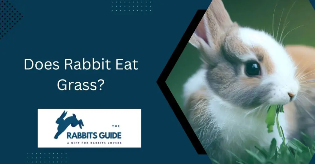 Does Rabbit Eat Grass? Fact or Fiction 1 Does Rabbit Eat Grass?