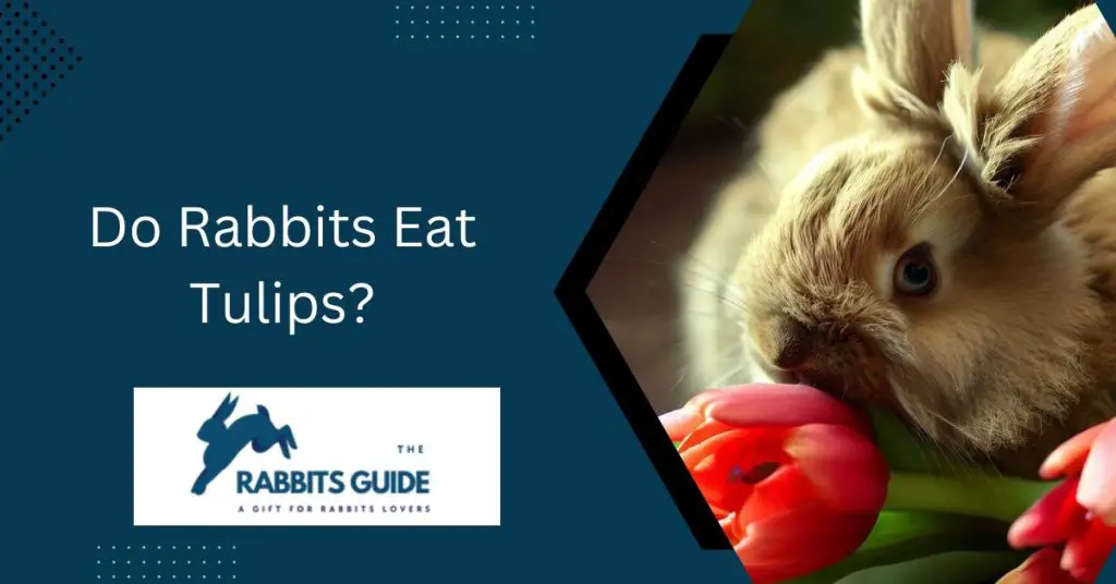 Do Rabbits Eat Tulips? An In-Depth Analysis 1 Do Rabbits Eat Tulips?